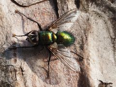 Gymnocheta viridis