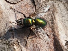 Gymnocheta viridis
