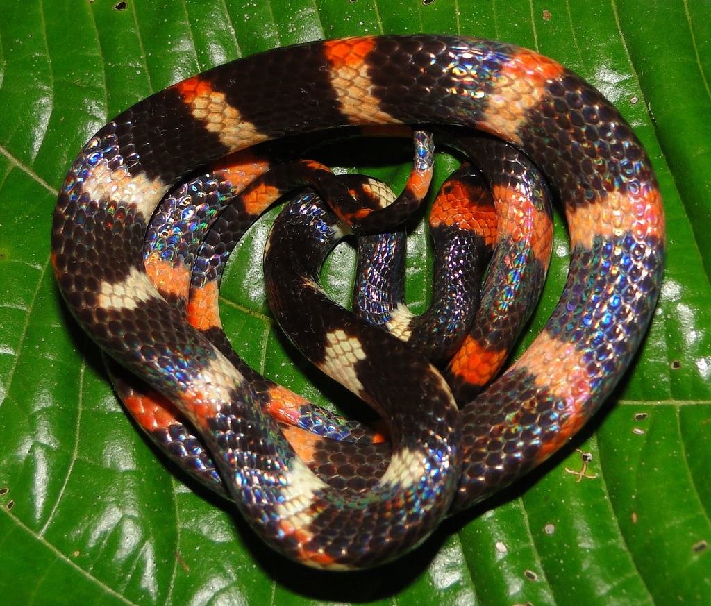Werner's False Coral Snake