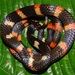 Werner's False Coral Snake - Photo (c) jorgebrito, some rights reserved (CC BY-NC), uploaded by jorgebrito