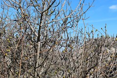 Ficus carica