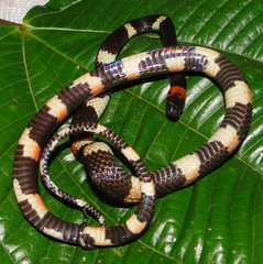 Werner's False Coral Snake photo 2