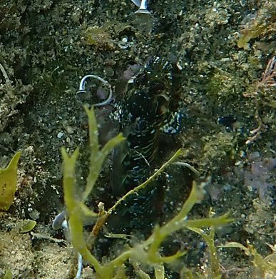 Parablennius incognitus