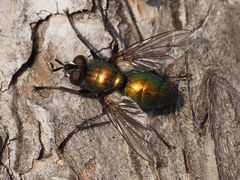 Gymnocheta viridis
