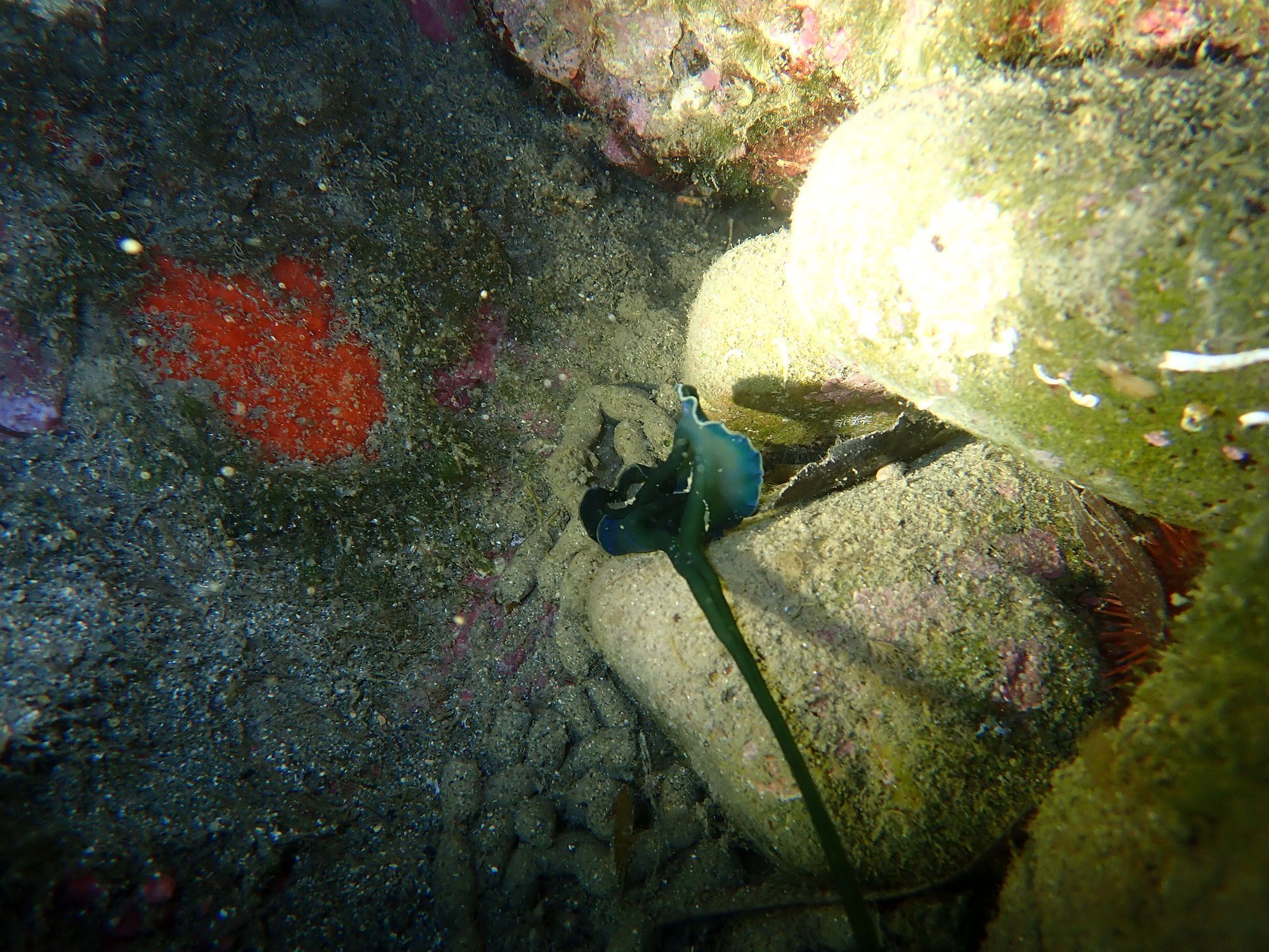Bonellia viridis Rolando, 1822