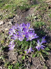 Crocus
