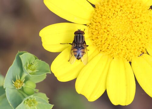 Locust Blowfly