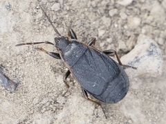 Pyrrhocoris marginatus
