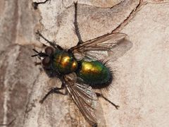 Gymnocheta viridis