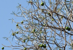 Cascabela thevetioides