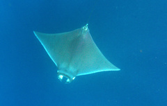 Mobula hypostoma