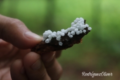 Ceratiomyxa morchella