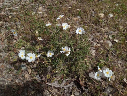 Cistus umbellatus