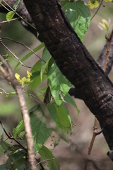 Sphedamnocarpus pruriens