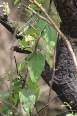 Sphedamnocarpus pruriens