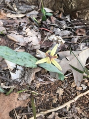 Erythronium umbilicatum