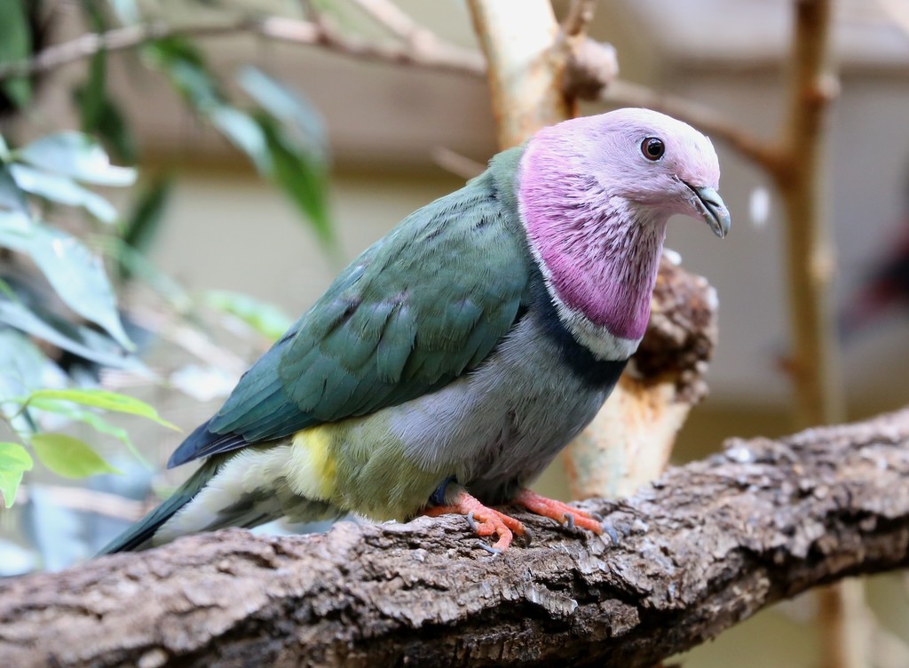 Pink-Headed Fruit-Dove