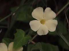 Thunbergia neglecta