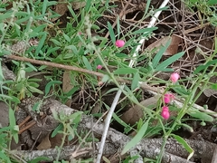 Enchylaena tomentosa