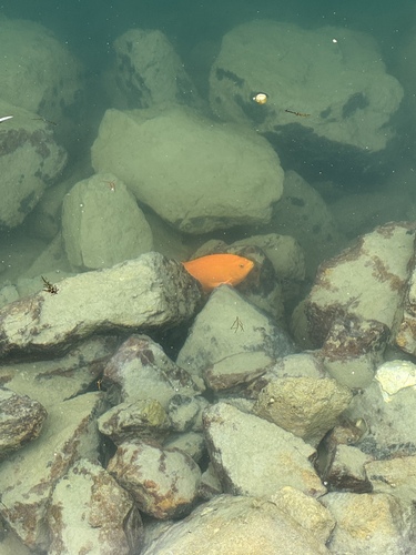Hypsypops rubicundus