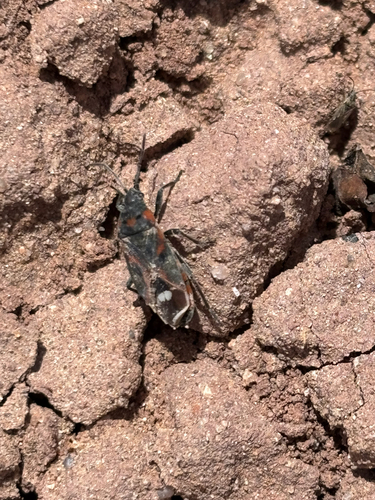 Small Milkweed Bug