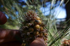 Holcogaster fibulata