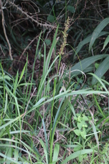 Carex spicatopaniculata