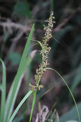 Carex spicatopaniculata
