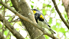 Setophaga coronata coronata × auduboni