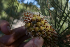 Holcogaster fibulata