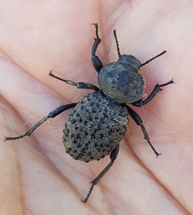 Scotobius pilularius