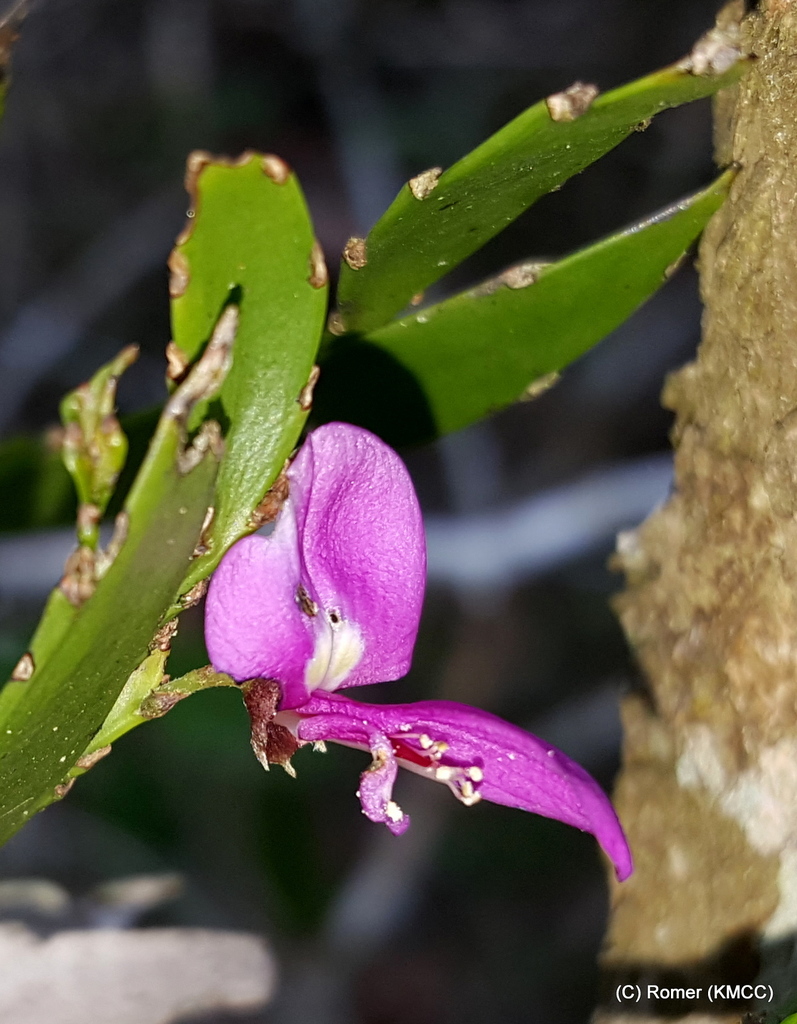 Phylloxylon
