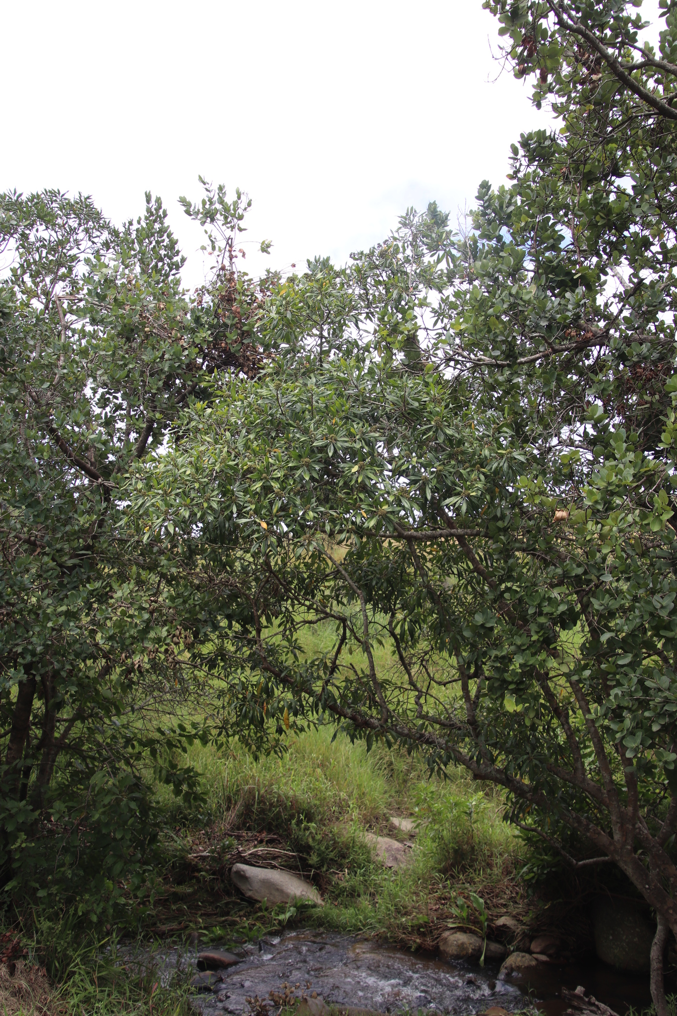 False-Bushwillow (Heteropyxis canescens)
