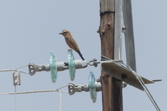 Coracias naevius mosambicus