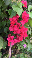 Bougainvillea