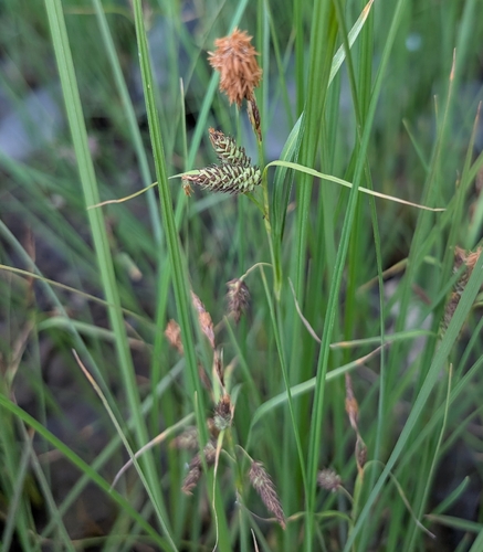 Lyngbye's sedge (Carex lyngbyei)