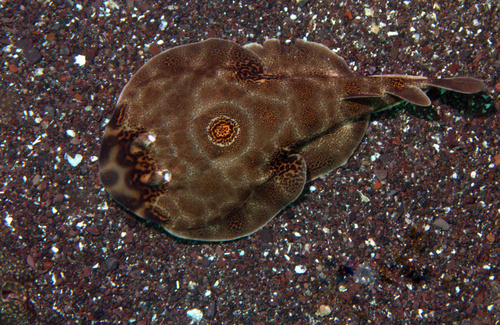 Bullseye electric ray (Diplobatis ommata) — Narcinidae — 5