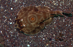 Diplobatis ommata