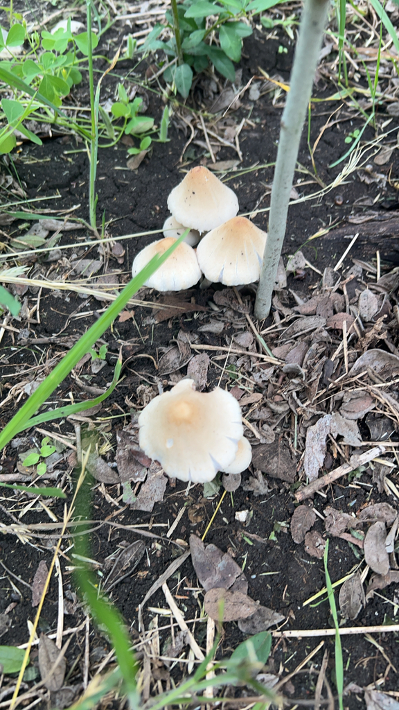Pale Brittlestem · May 2026 · photo: Photo: (c) Brian, some rights reserved (CC BY) · iNaturalist