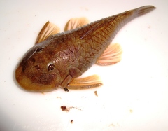 Chaetostoma