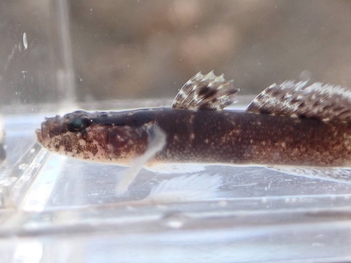 Okinawa flap-headed goby (Callogobius okinawae) — Gobiidae — 4