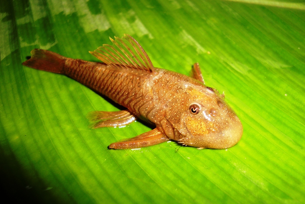 Chaetostoma microps