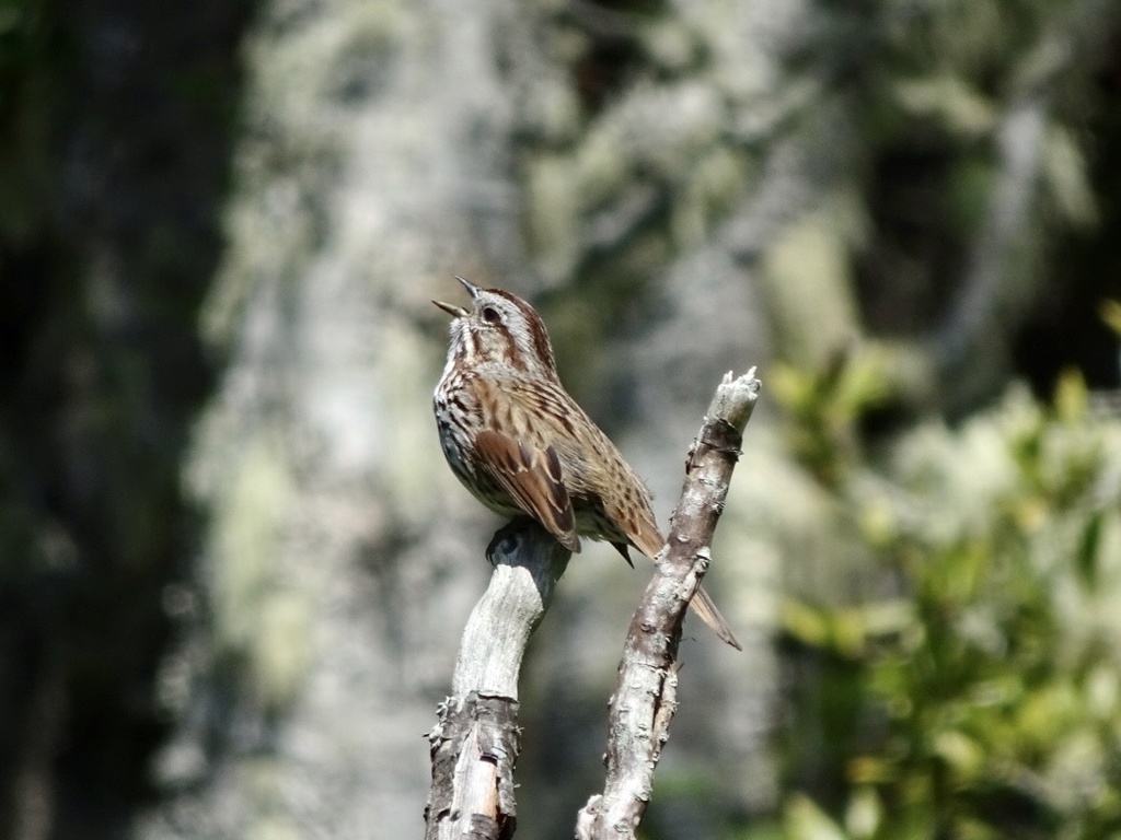 Mendocino Song Sparrow
