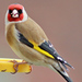 British Goldfinch - Photo (c) Wildlife Terry, some rights reserved (CC BY-NC-ND)