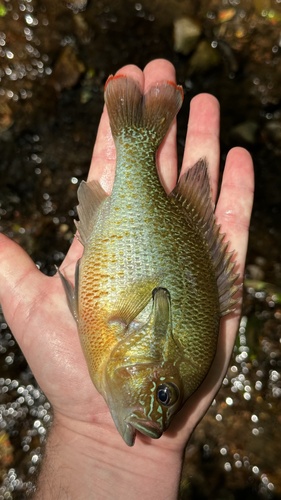 Lepomis auritus