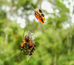 Verrucosa meridionalis