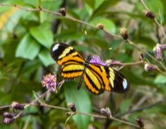 Heliconius ethilla