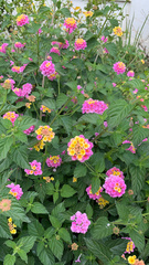 Lantana