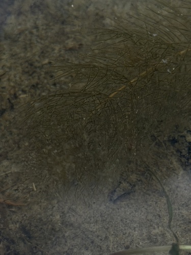 Myriophyllum alterniflorum, photograph 2