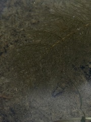 Myriophyllum alterniflorum, photograph (c) Ewan Shilland, some rights reserved (CC BY)